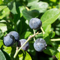 Blueberry 'O'Neal'