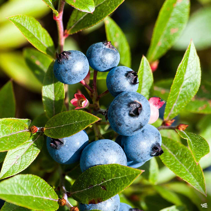 Blueberry 'Spartan'