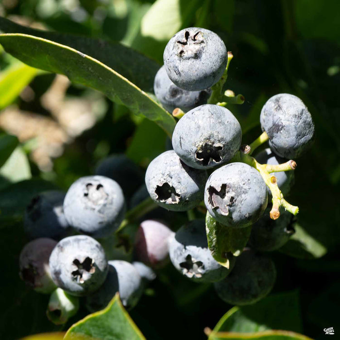 Blueberry 'Spartan'