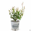 Blueberry 'Spartan' 2 gallon