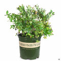 Bountiful Blue Blueberry Plant 2 gallon
