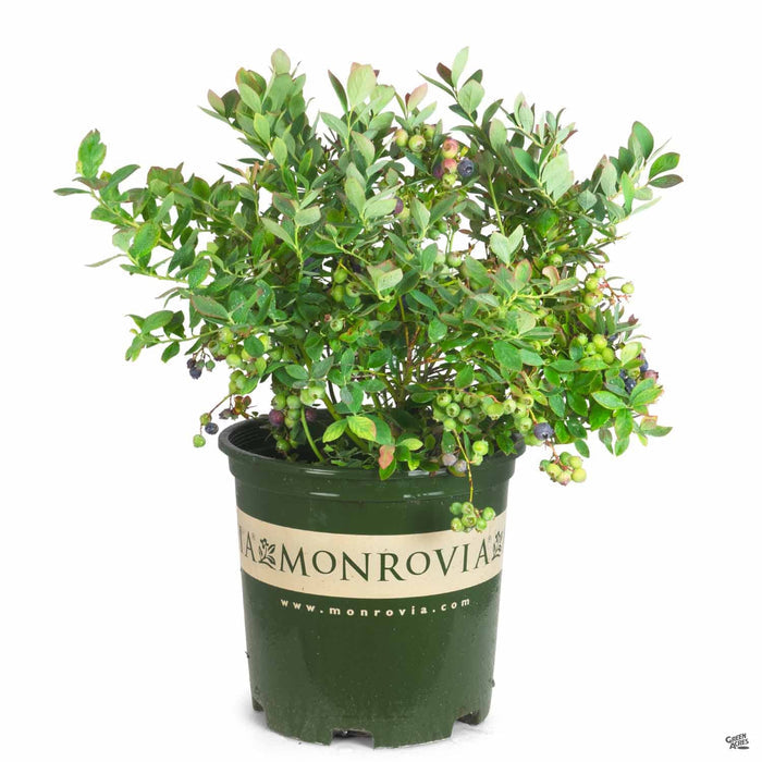 Bountiful Blue Blueberry Plant 2 gallon
