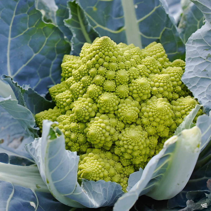 Broccoli Romanesco