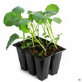 Broccoli Romanesco 6 pack
