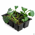 'Green Comet' Broccoli 6 pack