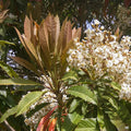 Bronze Loquat