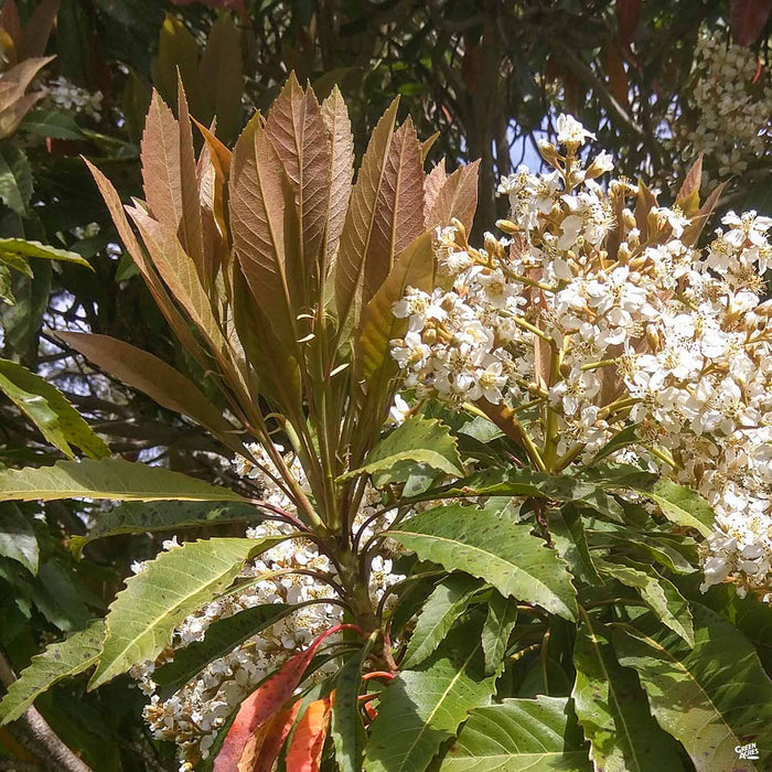 Bronze Loquat