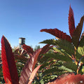 Bronze Loquat