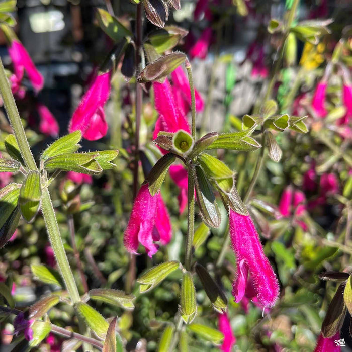 Buchanan's Sage
