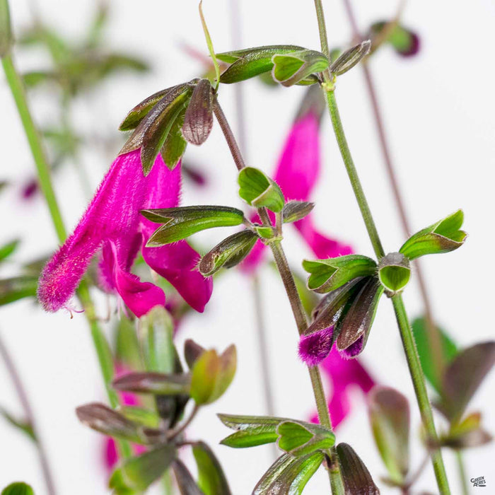 Buchanan's Sage