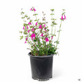 Buchanan's Sage 2 gallon