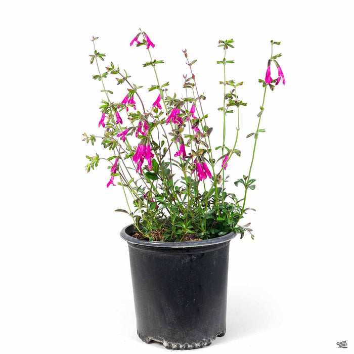 Buchanan's Sage 2 gallon
