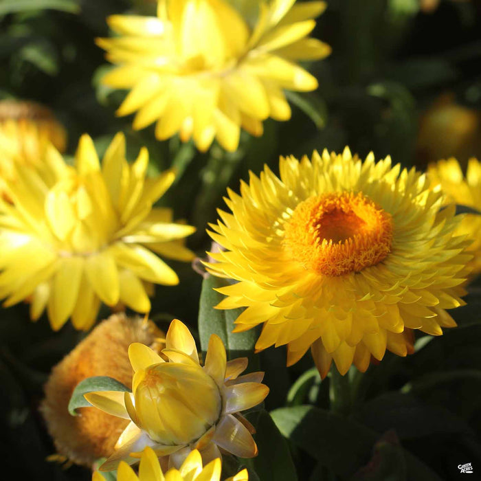 Bush Strawflower