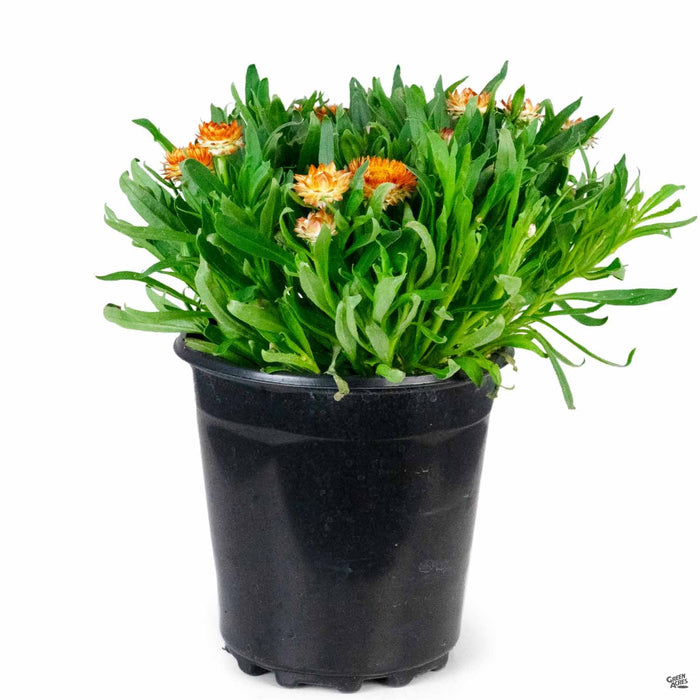 Bush Strawflower 1 gallon