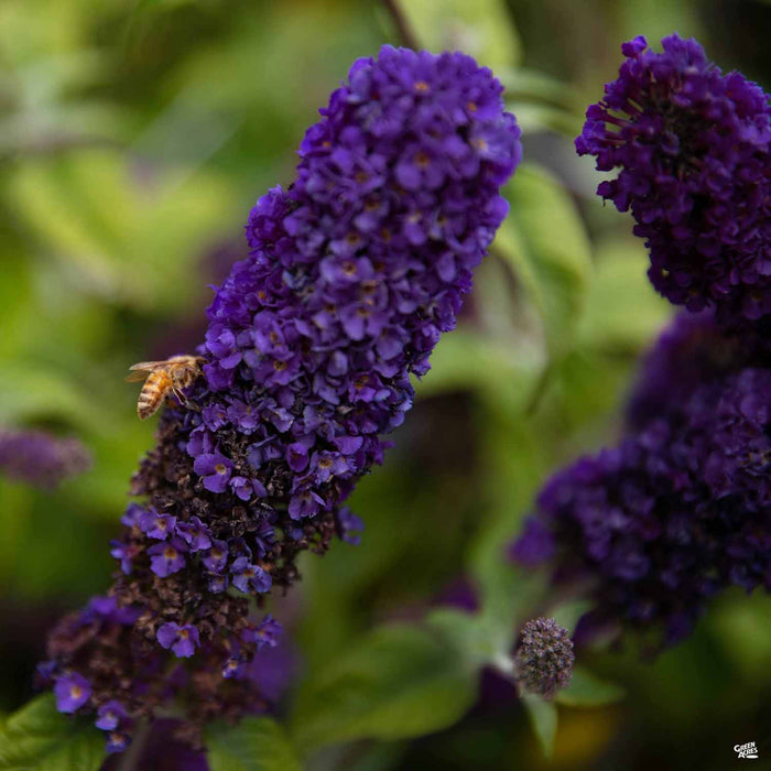 Butterfly Bush 'Buzz' Midnight