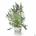 Butterfly Bush 'Buzz' Midnight 2 gallon Matsuda's
