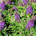 Butterfly Candy Lil Grape Butterfly Bush
