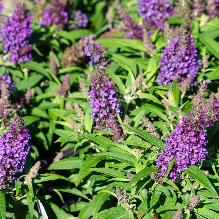 Butterfly Candy Lil Grape Butterfly Bush