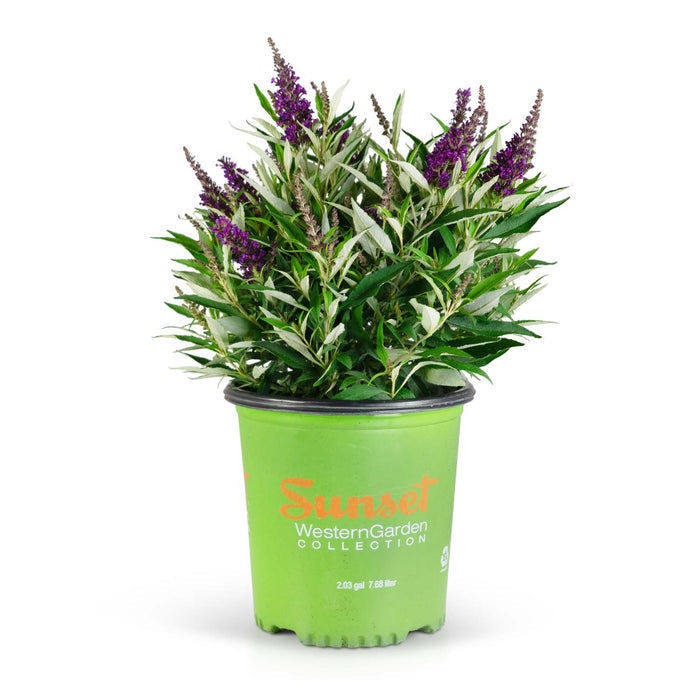 Butterfly Candy Lil Grape Butterfly Bush 02T