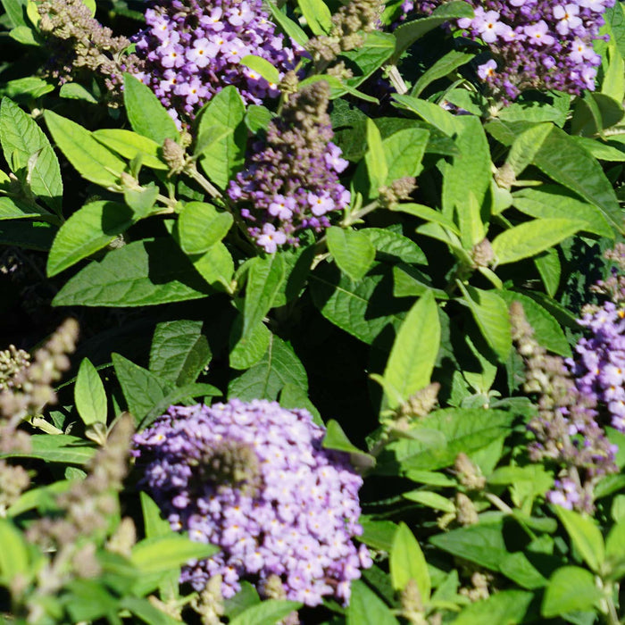 Butterfly Candy Lil Lavender Butterfly Bush