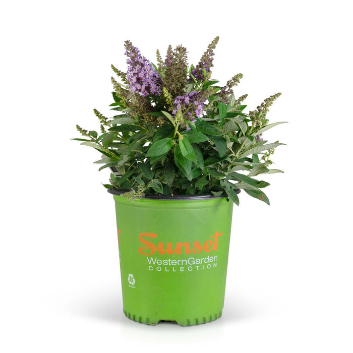 Butterfly Candy Lil Lavender Butterfly Bush 02T