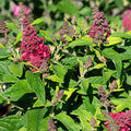 Butterfly Candy Lil Raspberry Butterfly Bush