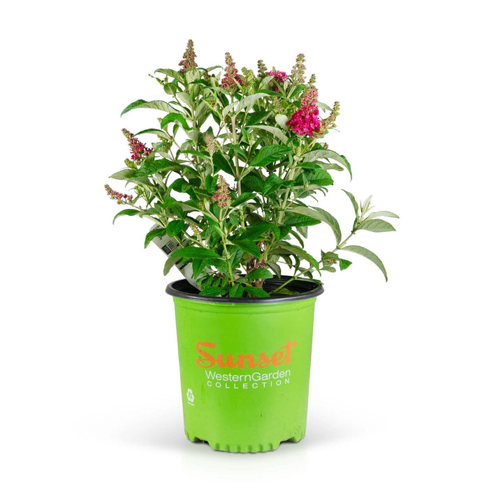 Butterfly Candy Lil Raspberry Butterfly Bush 02T