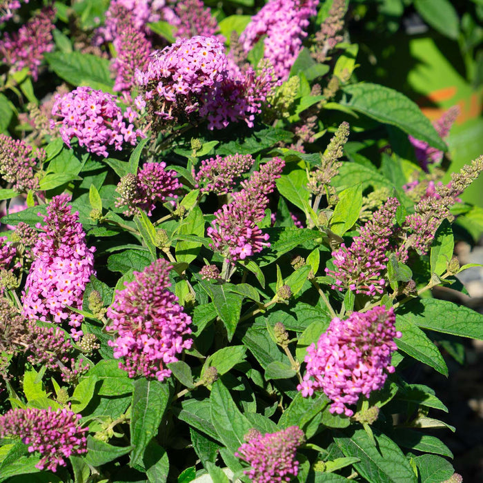 Butterfly Candy Lil Taffy Butterfly Bush