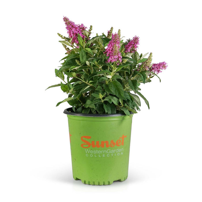 Butterfly Candy Lil Taffy Butterfly Bush 02T