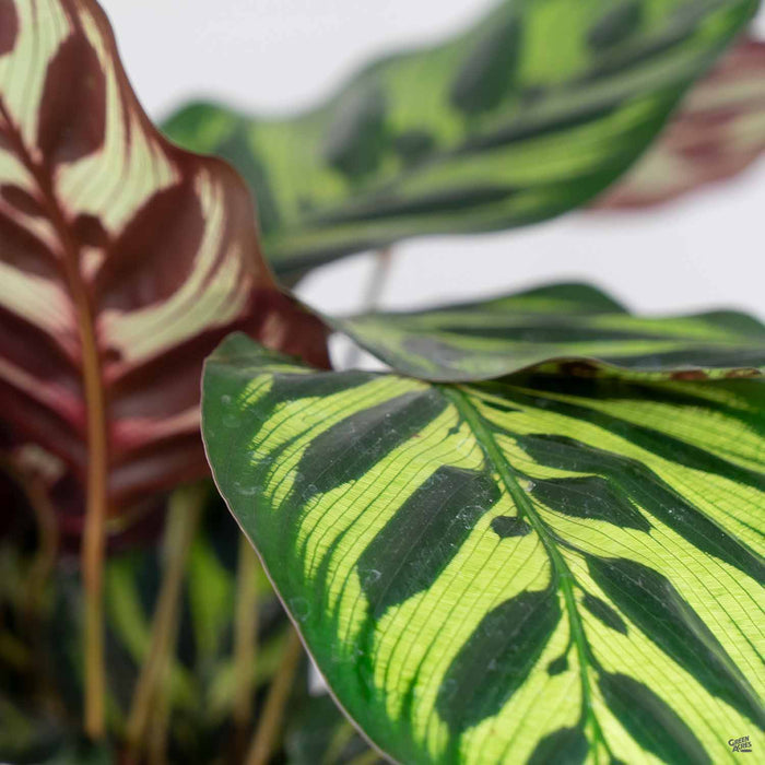 Calathea makoyana