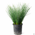California Gray Rush 1 gallon