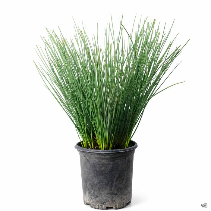 California Gray Rush 1 gallon