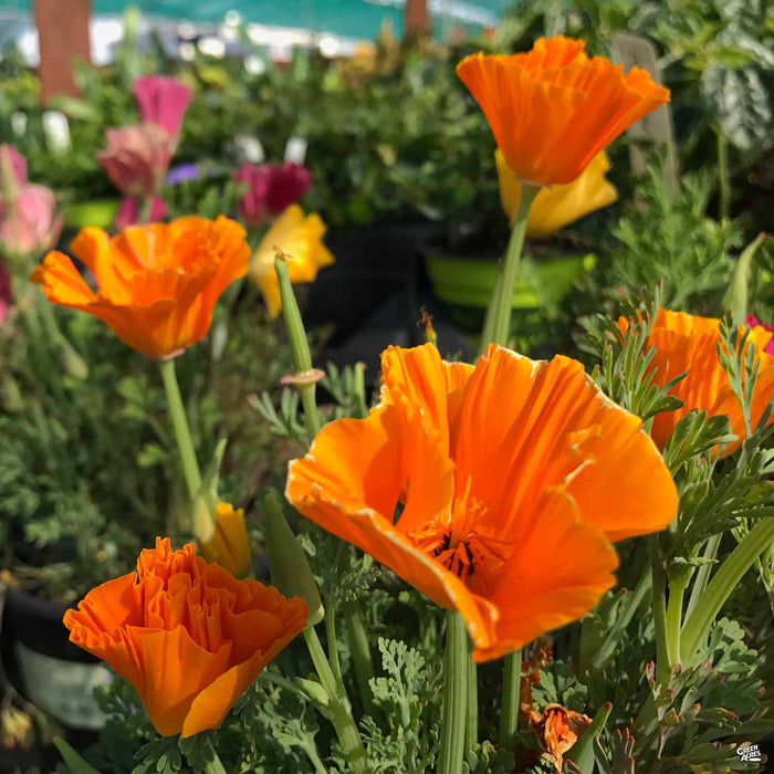 California Poppy