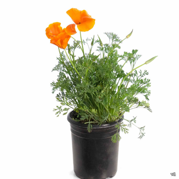 California Poppy 1 gallon