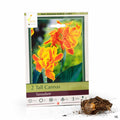 Tall Cannas Taroudant 2-pack