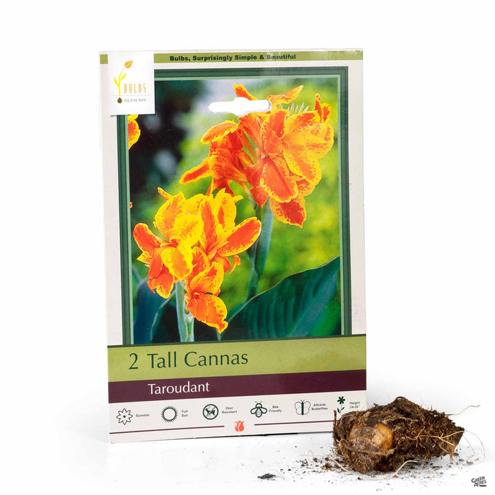 Tall Cannas Taroudant 2-pack