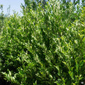 Carolina Cherry Laurel Multi-Trunk