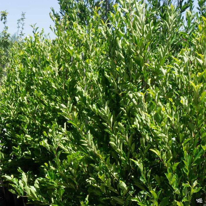 Carolina Cherry Laurel Multi-Trunk