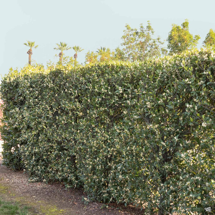 Bright 'n' Tight Carolina Laurel hedge
