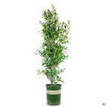 Bright 'n' Tight Carolina Laurel 5 gallon Monrovia