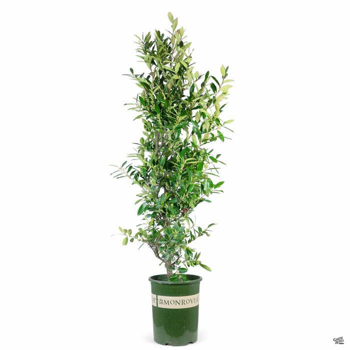 Bright 'n' Tight Carolina Laurel 5 gallon Monrovia