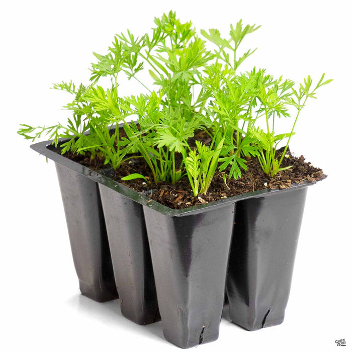 Carrots 6-pack