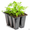 Carrots 6-pack