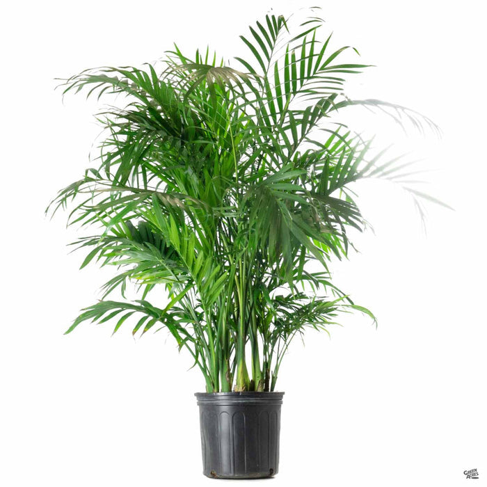 Cat Palm 10 inch