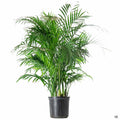 Cat Palm 10 inch