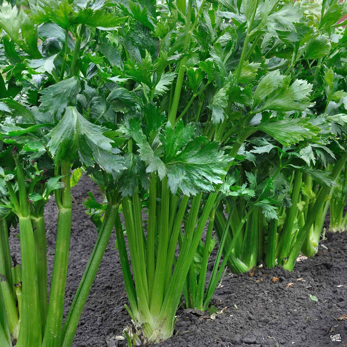 Celery