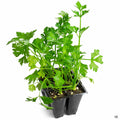 Celery 6 pack
