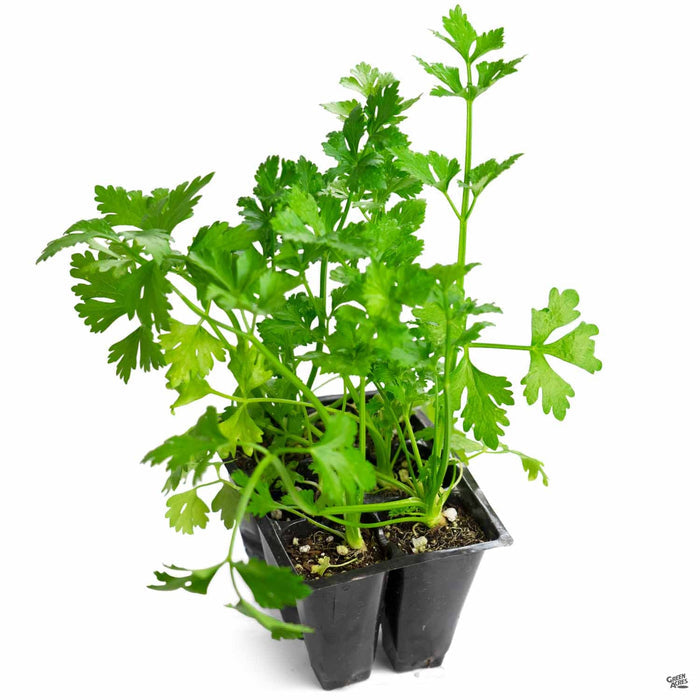 Celery 6 pack