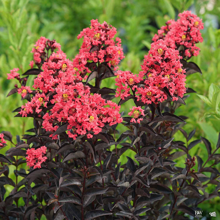 Center Stage Coral Crape Myrtle