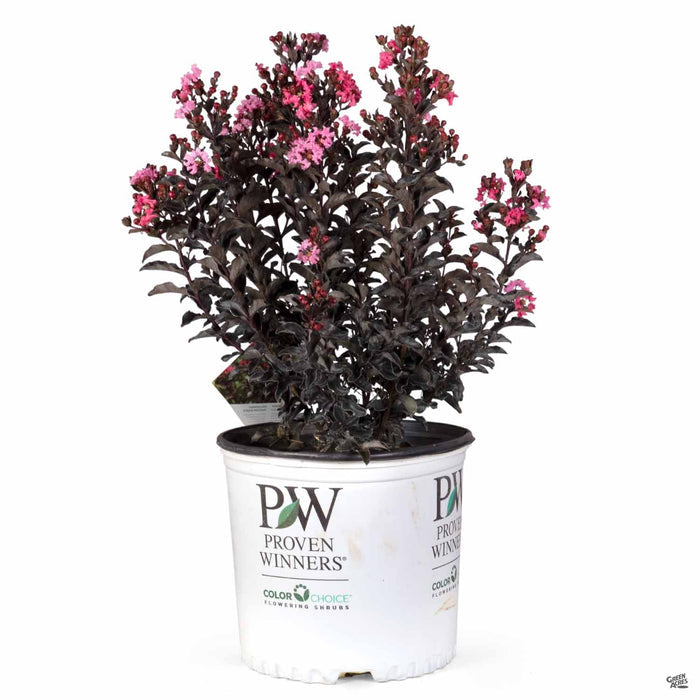 Center Stage Coral Crape Myrtle 03T